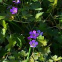 Geranium x 'Extravaganza'